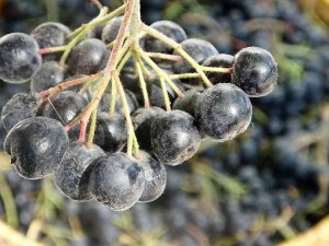 Süper Meyve Olarak Biliniyor, Yaygınlaştırılması İçin Çalışma Başlatıldı