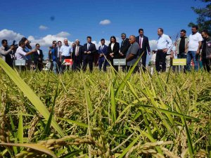 Edirne, Çeltik Üretiminde Türkiye’de Öncü