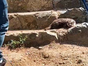 Yalova Esenköy’de Su Samuru Sürprizi