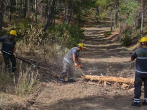 Bahabey Çamlığında İstilacı Böcekle Mücadele Başlatıldı