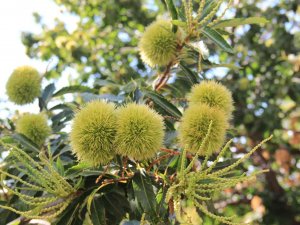 Kestane Üreticisi Umutlu