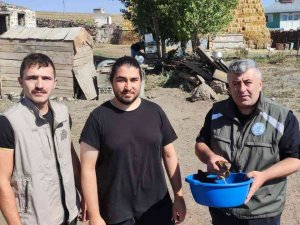 Arpaçay’da Bulunan Kerkenez Kuşu Tedavi Altına Alındı