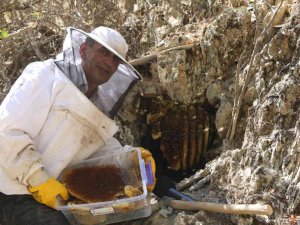Cilo Dağı Eteklerinden Norveç’e Kilosu 2 Bin 500 Tl’den Kaya Balı