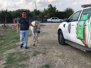 Atını Darp Eden Adam Gözaltına Alındı