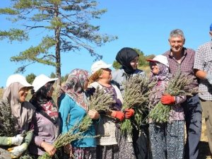 İ̇mece Usulü İle Ekilen Lavantaların Hasadı Yapıldı