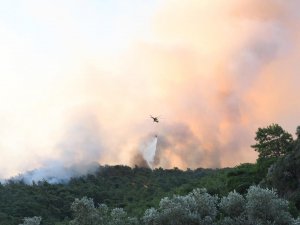 Muğla’daki Yangında 50 Hektar Alan Zarar Gördü