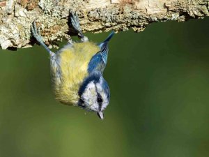 Mavi Baştankara Kuşu Rengi İle Görenleri Mest Etti