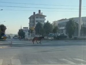 Caddede Gezen Başıboş At Tehlike Oluşturdu