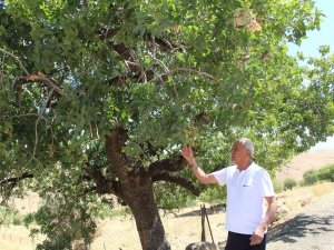 Asırlık Ağaçların Verdiği Ürün Altınla Yarışıyor