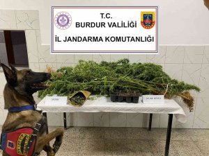 Burdur’da Uyuşturucu Operasyonlarında 1 Tutuklama