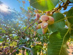 Geçen Yıl 816 Ton Fıstık Elde Edilen Diyarbakır’da Yeni Mahsulün Hasadına Başlandı