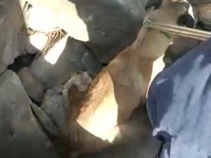 Şanlıurfa’da Kayalıklara Sıkışan Köpek İçin Seferber Oldular