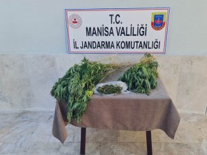 Ormanlık Araziye Kenevir Ekmişler