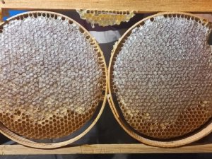 Emet’te Arıcılığı Geliştirme Projesi’nde 4 Ayda 7 Ton Bal Elde Edildi