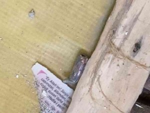Şanlıurfa’da Kanlı Pusu Kamerada