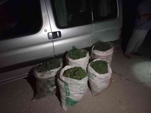 Didim’de 100 Kilogram Deniz Börülcesi Ele Geçirildi