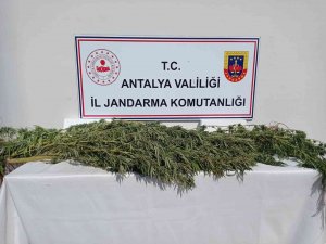 Antalya’da 17 Kök Kenevir Ele Geçirildi