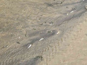 Deredeki Balık Ölümleri Tedirgin Etti