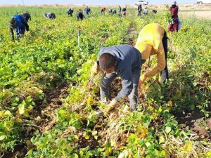 Fasulye Hasadı Çiftçilerin Yüzünü Güldürdü