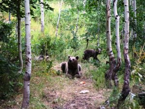 Nemrut’un Maskotu Ayılar Ziyaretçilerin Korkulu Rüyası Oldu