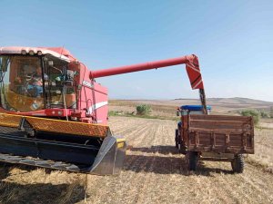 Ayçiçeği Üreticisinin Yüzü Gülüyor