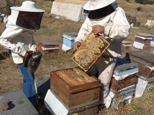 Muş’ta 630 Ton Bal Hasadı Bekleniyor