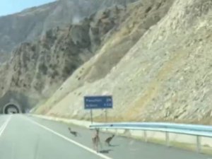 Artvin’de Dağ Keçisi Ailesi Karayolunda Görüntülendi