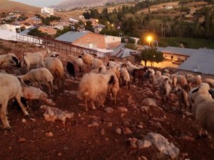 Kurtlar Koyun Sürüsüne Saldırdı: 2 Koyun Telef Oldu