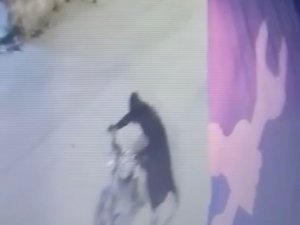 Motosiklet Hırsızı Çarşaf Giyince Daha Hızlı Yakalandı