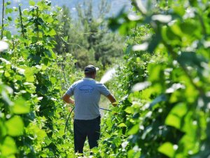 5 Bin Metrekarelik Alana Ekimi Yapılan Çandır Fasulyesinde Hasat İçin Gün Sayılıyor