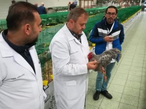 Süs Tavukları Ankara’da Podyuma Çıkacak