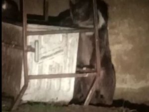 Tunceli’de Beyaz Yeleli Boz Ayılar Görüntülendi