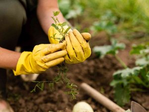 Hobi Bahçesi Başvuruları Başlıyor