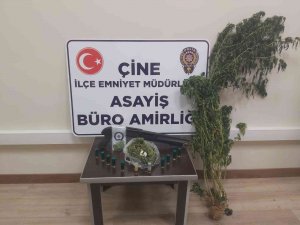 Yetiştirdiği Hint Kenevirini Sularken Yakalandı