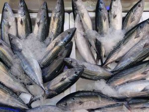 Ordu’da Palamut Fiyatları Düştü: Kiloluk Palamutlar 40 Lira