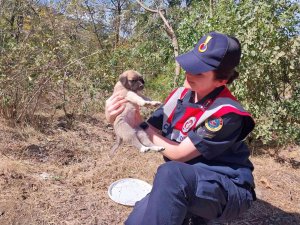 Vicdansızlığın Böylesi, Jandarma Ekipleri Sahip Çıktı