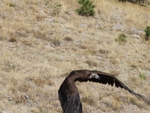 Zehirlenen Kara Akbaba Doğaya Salındı