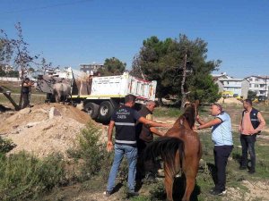 Başıboş Atlar Yakalandı