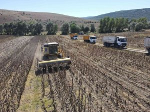 Çorum’da Belediye Arazilerinde Yağlık Ayçiçeği Hasadı Başladı