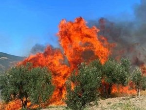 Tekirdağ’da Zeytinlik Alev Alev Yandı