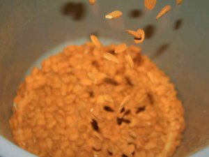 Elazığ’da 20 Bin Dönümlük Alanda Badem Hasadı Başladı