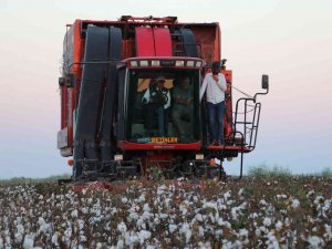 Bakan Kirişci Biçerdövere Binip Pamuk Hasat Etti