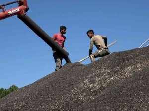 Bafra’da Ayçiçeği Alımları Başladı