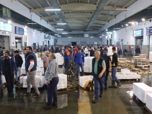 Balık Mezadında Kasalar Dolusu Palamut Kapış Kapış Satıldı