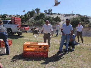 Yüzlerce Çil Keklik Doğaya Salındı