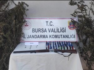 Bursa’da Kenevir Tarlasına Jandarma Baskını