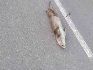 Kırmızı Listede Yer Alan Su Samuru Aracın Çarpması Sonucu Telef Oldu