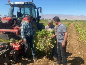 Niğde’de Kuru Fasulye Ve Barbunyada 65 Bin Ton Rekolte Bekleniyor
