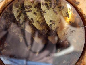 En Ballı Festival Başladı