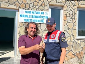 Yaralı Ağaçkakana Jandarma Şefkati